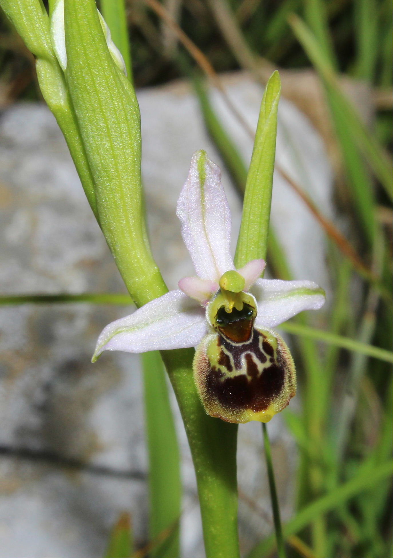 Ophrys tetraloniae